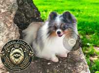Chłopak Szpica Pomeraniana