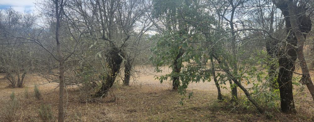 Vendo lenha freixo e carvalho