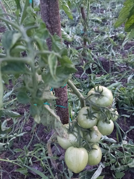 Sprzedam działkę ROD