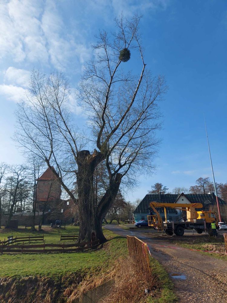 Pielęgnacja ogrodów,wycinka drzew,przycinanie żywpołotów,koszenie