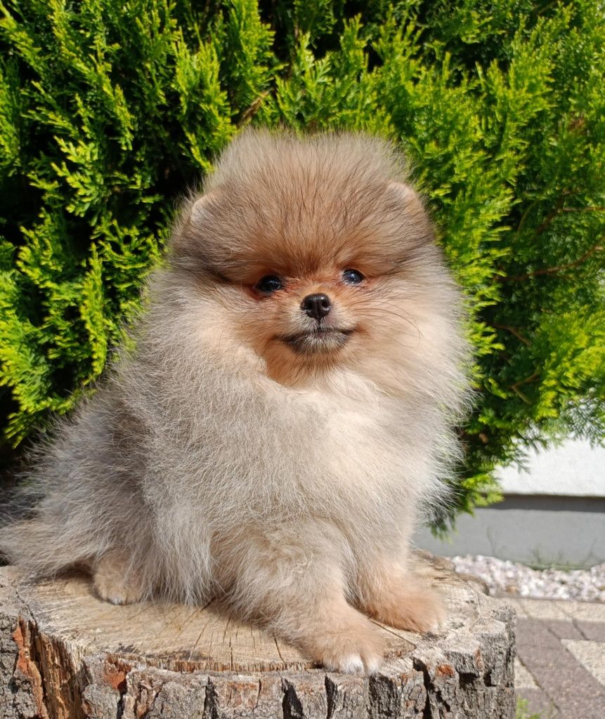 Pomeranian suczka