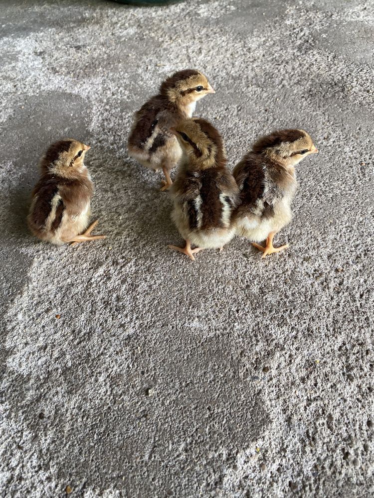 Pintainhos de várias raças: Leghorn tricolor, cream legbar, azur.