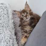 Do odbioru tylko kotka dostępna Maine coon Mco