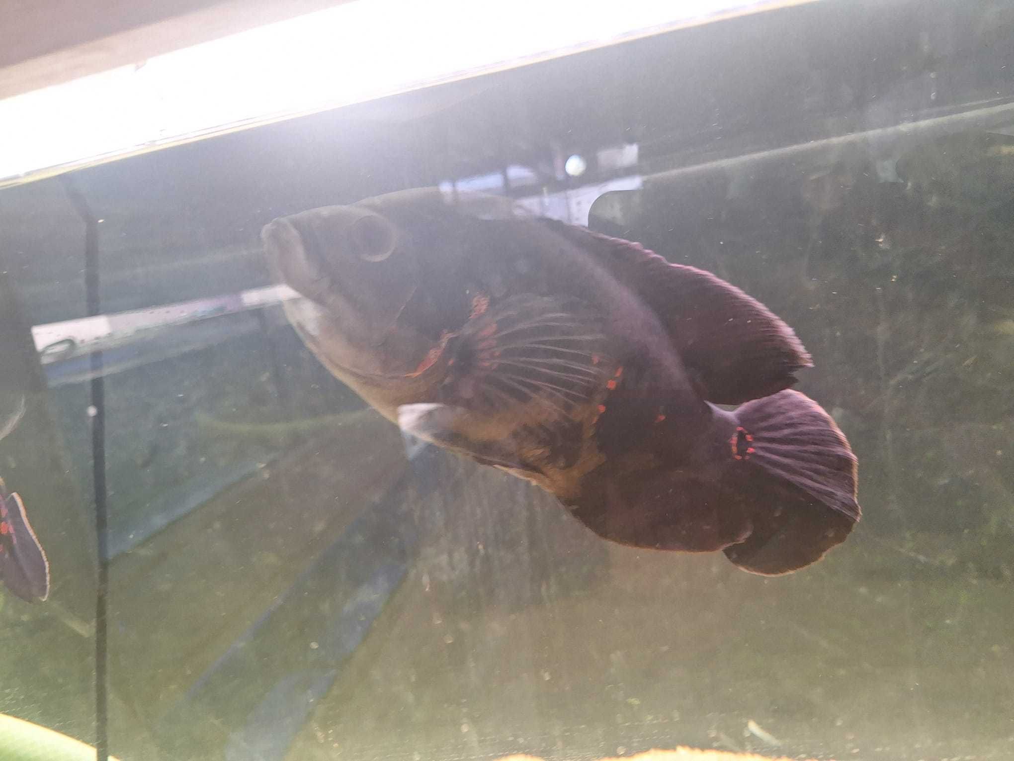 Oscar tigre   \  Astronotus Ocellatus 20-25cm