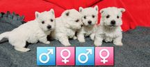 West Highland White Terrier- suczka