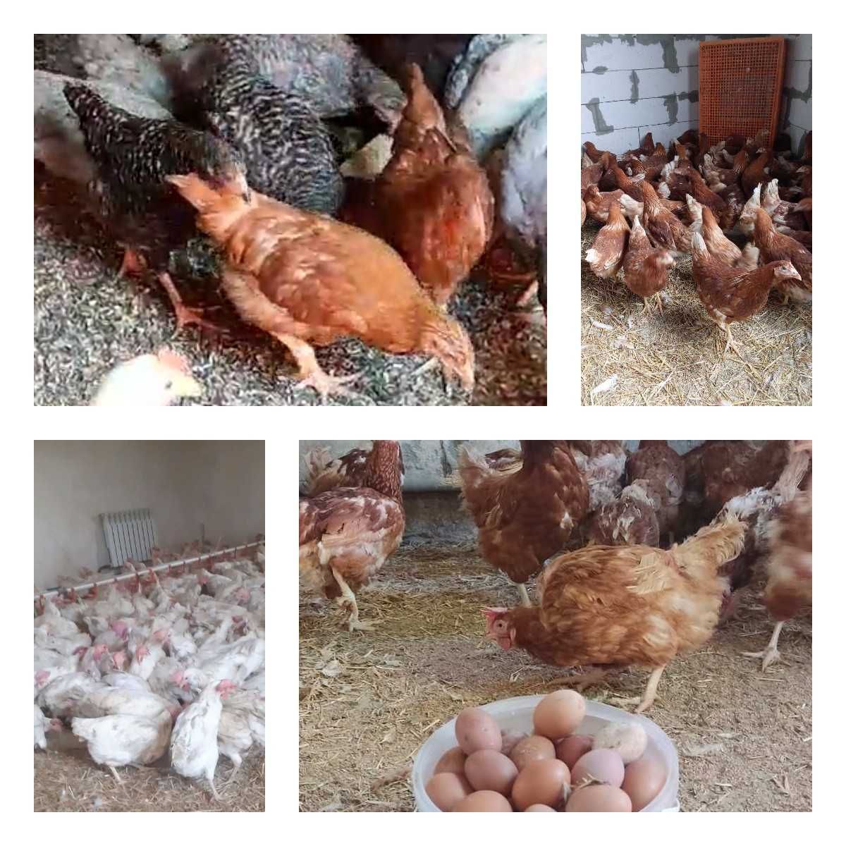 Продам кури несушки! Доставка безкоштовна. Красятичі!