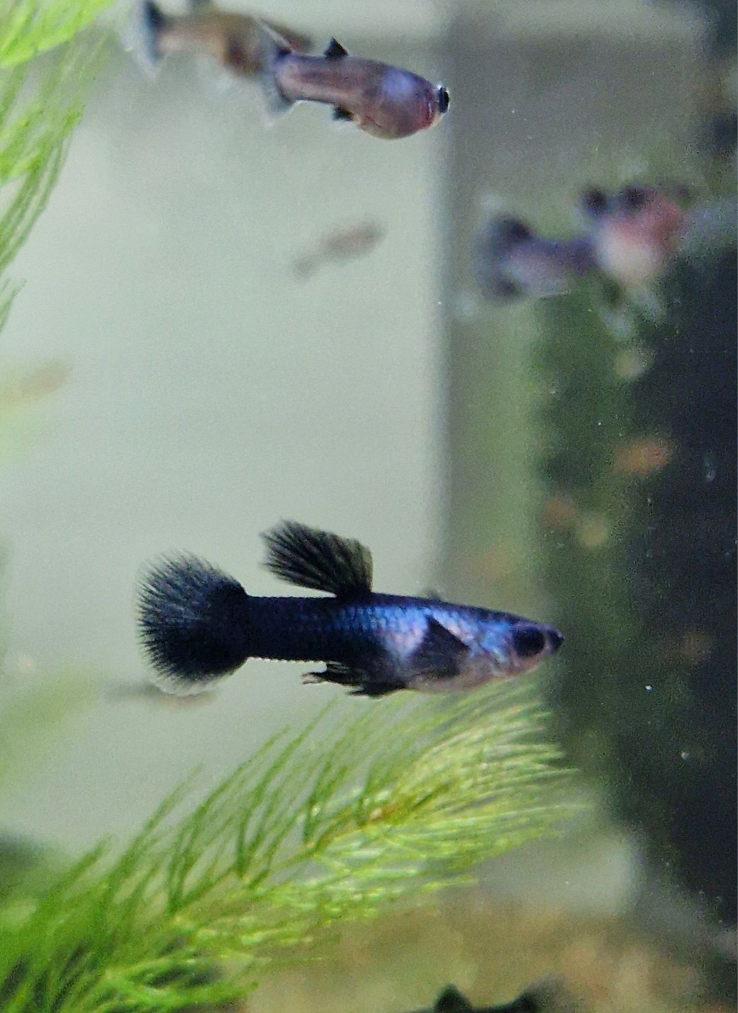 Gupiki panda - gupik rasowy