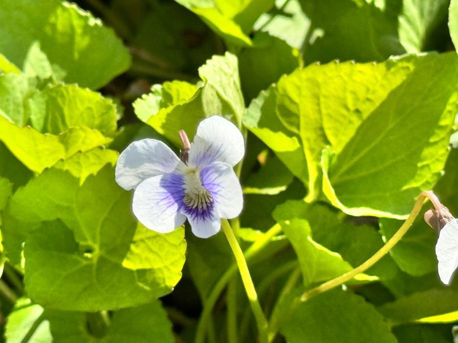 Fiołek Motylkowy 'Priceana' (Viola sororia) Doniczka 1.0L
