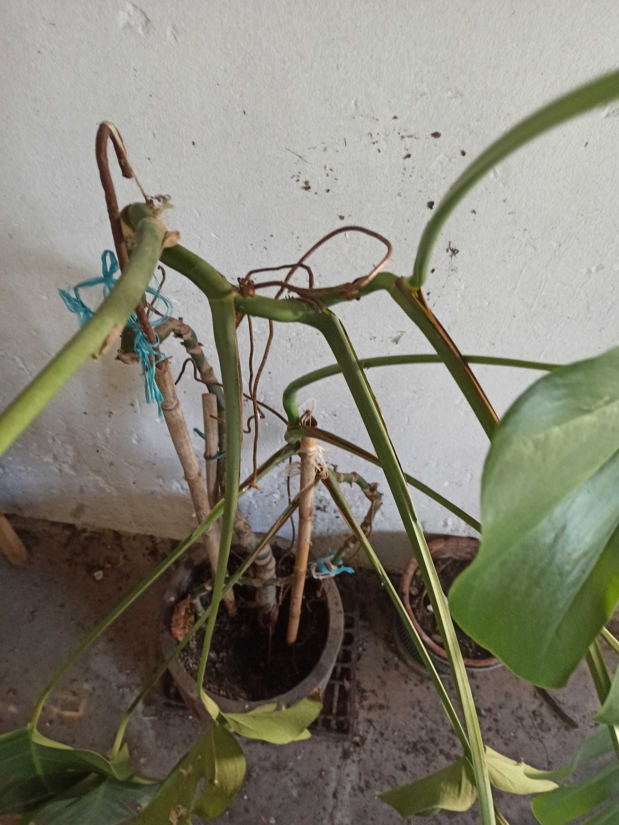 Monstera deliciosa