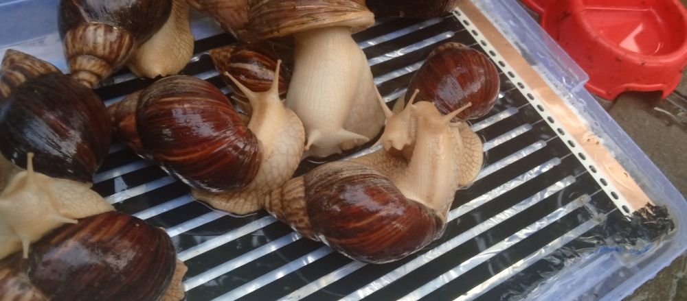 Выведу улиток на заказ