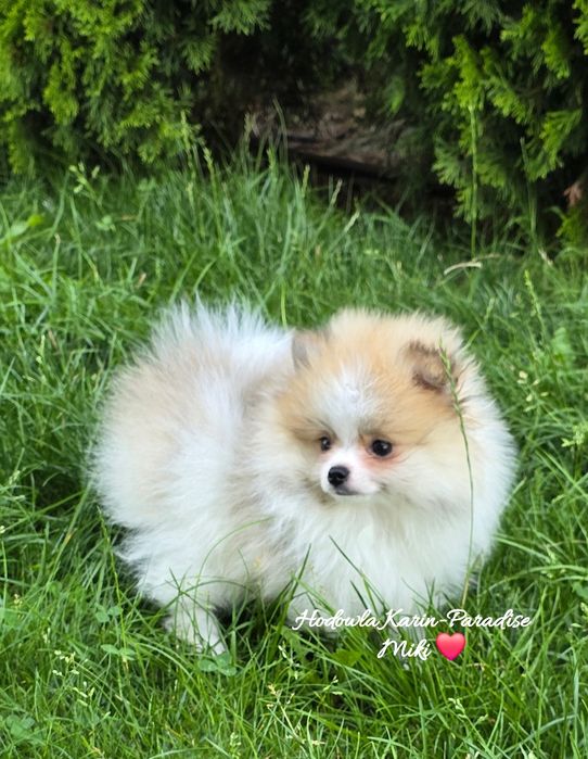 Szpic miniaturowy pomeranian piesek