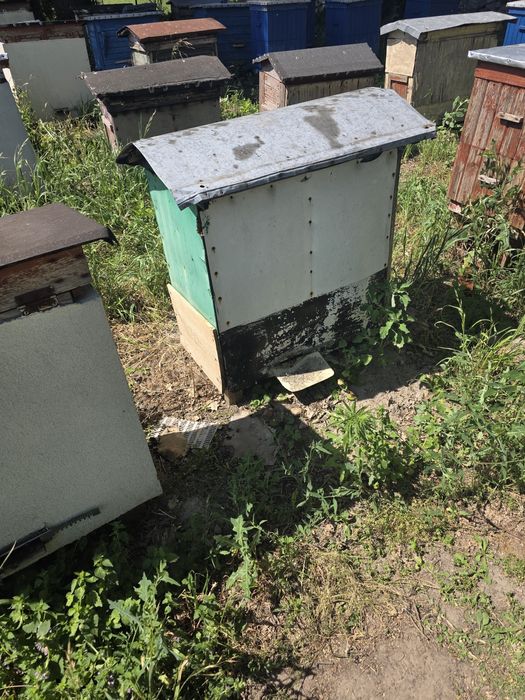 Ule warszawskie z pszczołami.