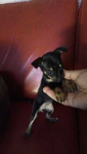 Pinscher super miniatura