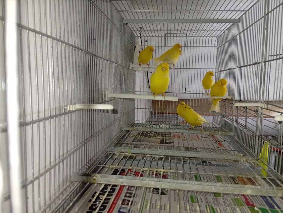 Canários amarelos - liliana