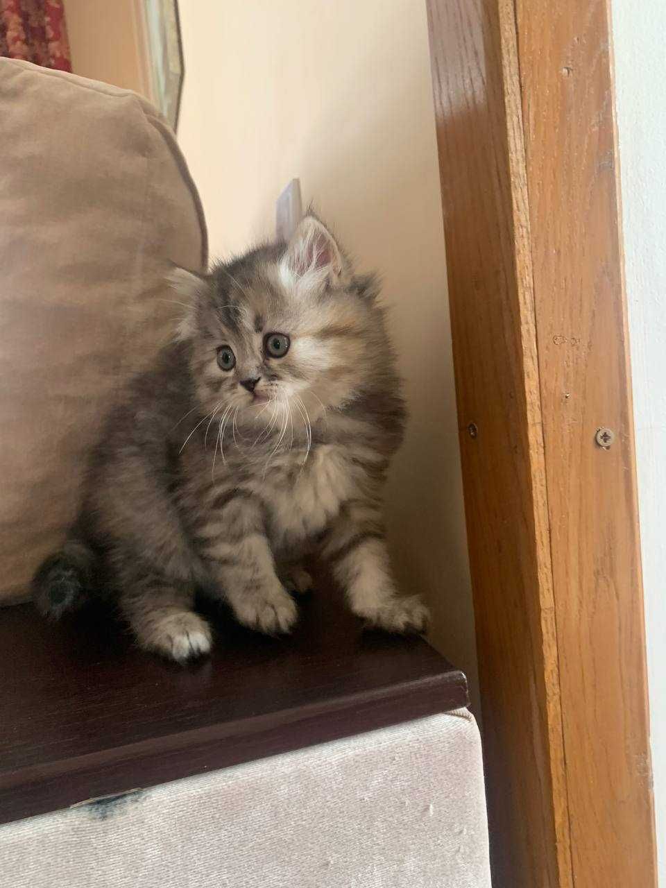 Кошенята scottish tabby fold