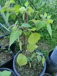 Planta Physalis Fisális