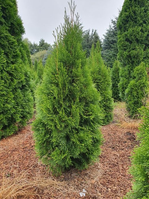 Tuje szmaragd, thuja Smaragd 140 -160 cm gęste prosto z plantacji