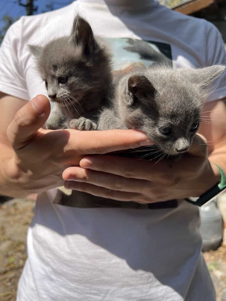 Віддам в добрі руки кошенят