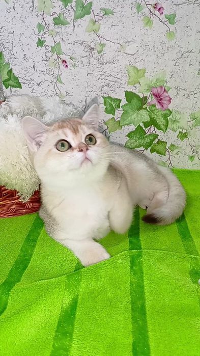 Шикарная прямоухая девочка золотая шиншилла