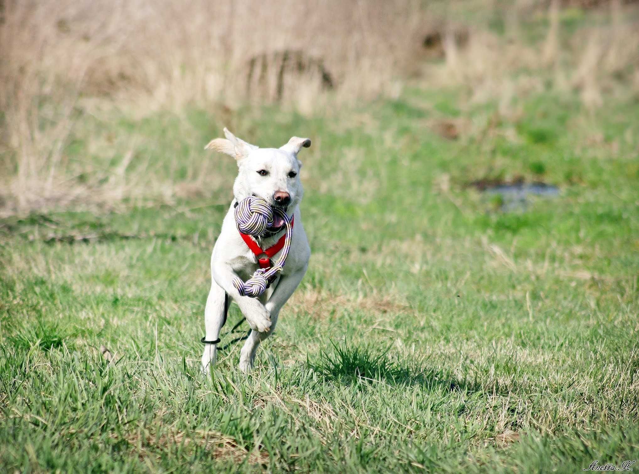 Misia - cudowna piękna labradorka do adopcji!