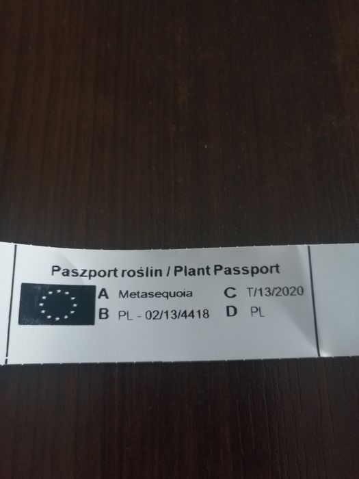 Metasekwoja chińska