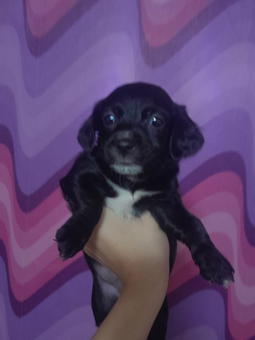 СРОЧНО, отдам щенков в хорошие руки