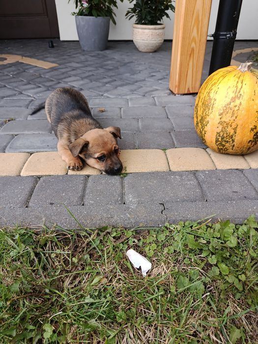 Oddam pieska, suczkę,  szczenięta