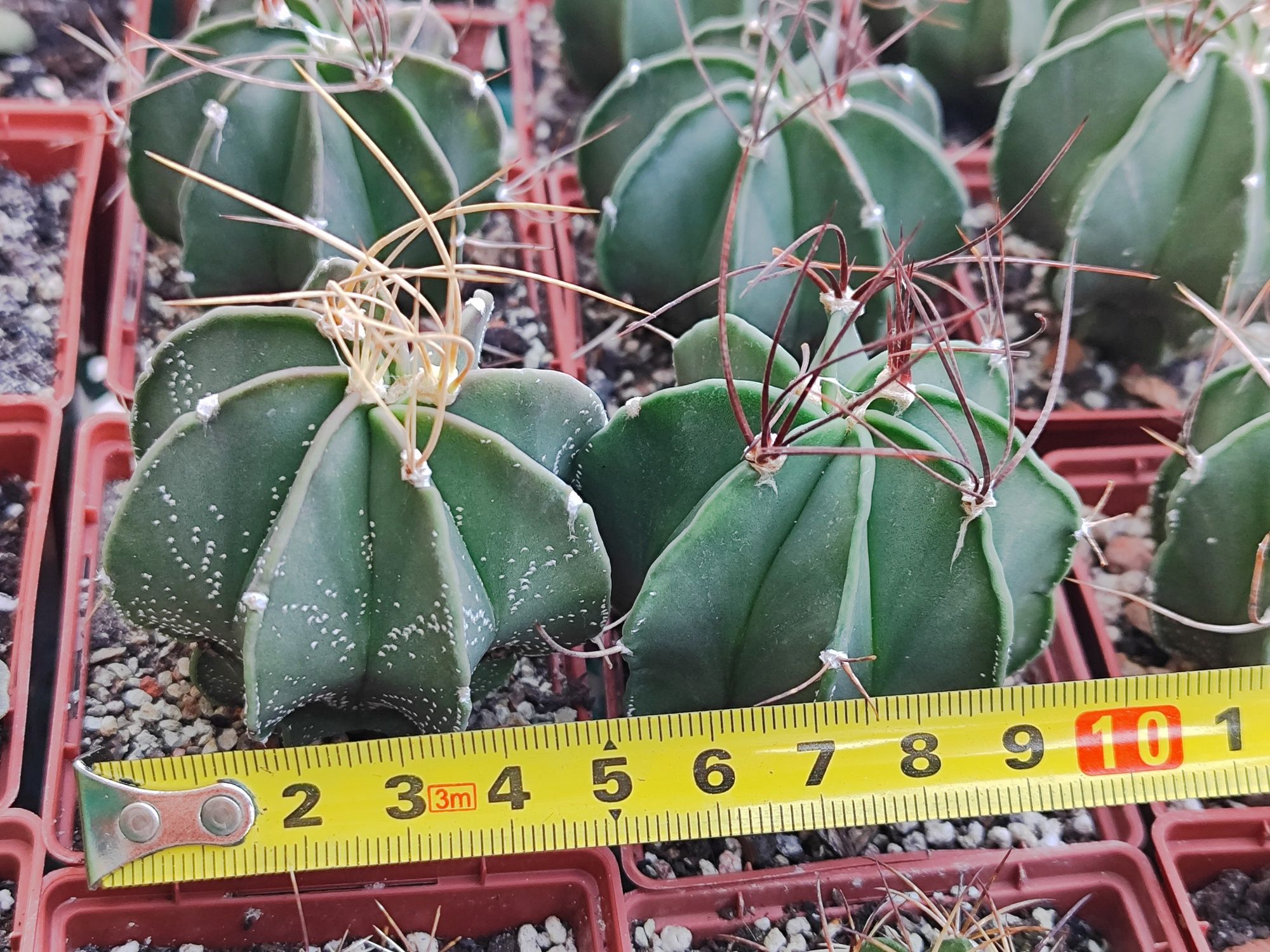 65гр. Astrophytum, Melocactus.