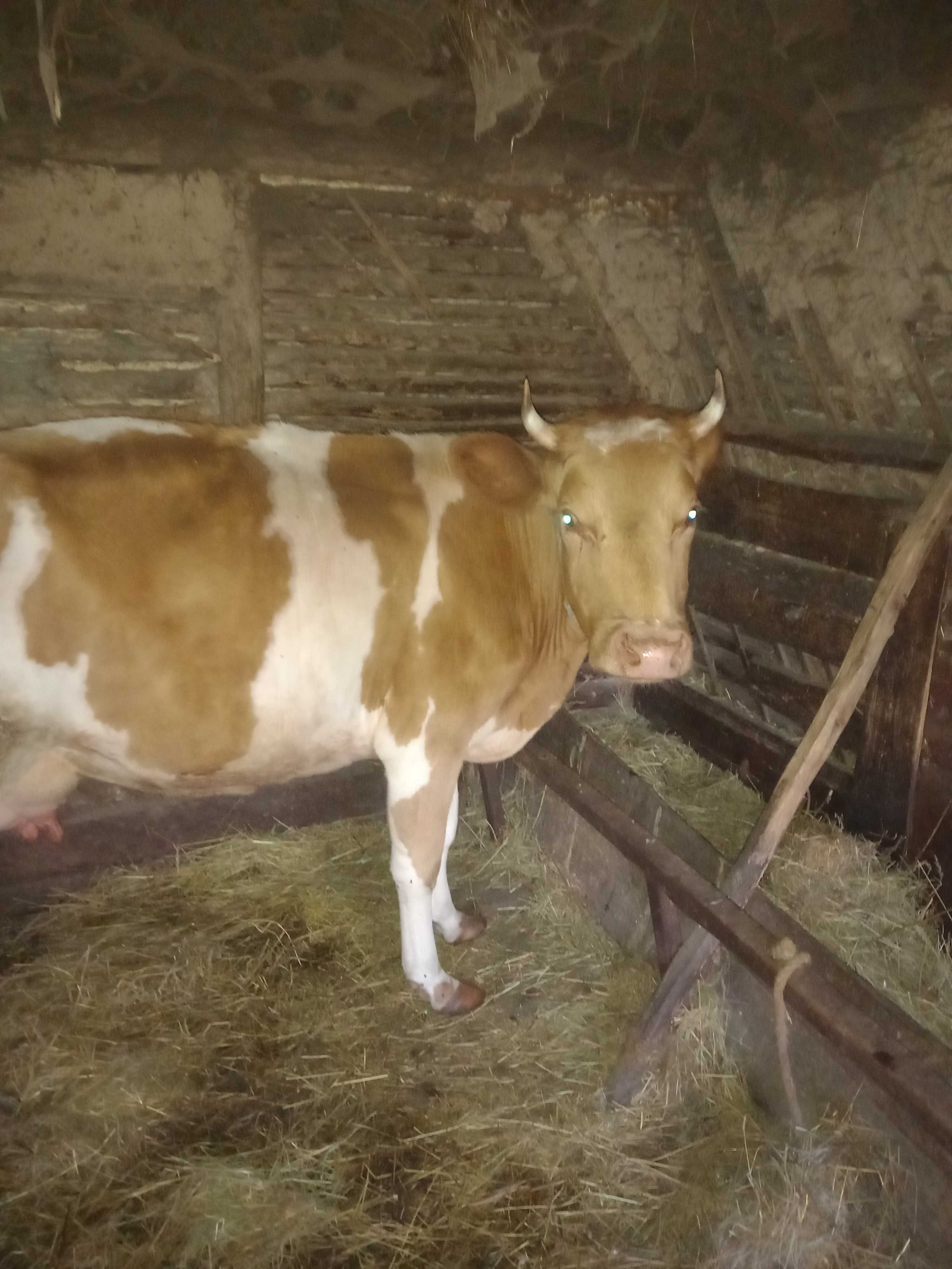 Продається дві дуже добрих корови
