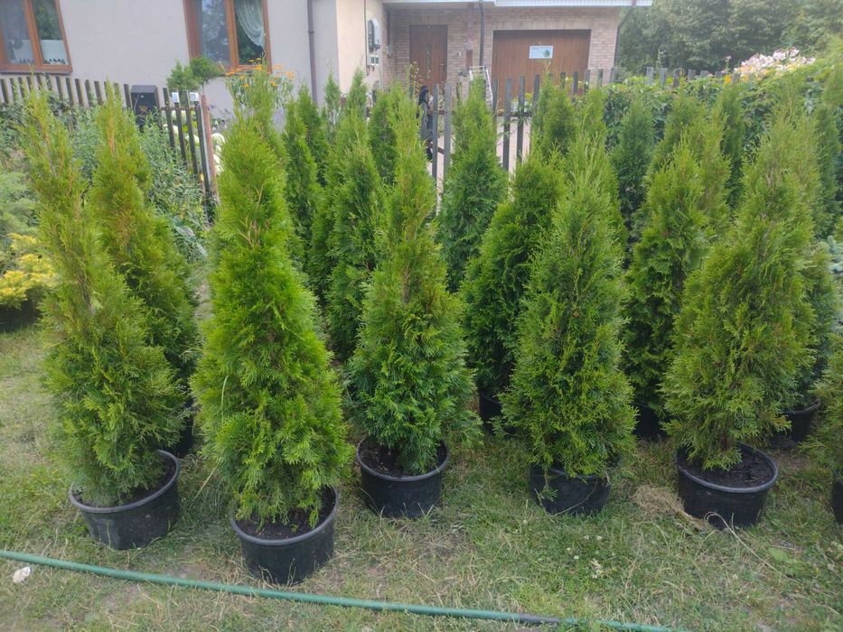 Tuja szmaragd duża