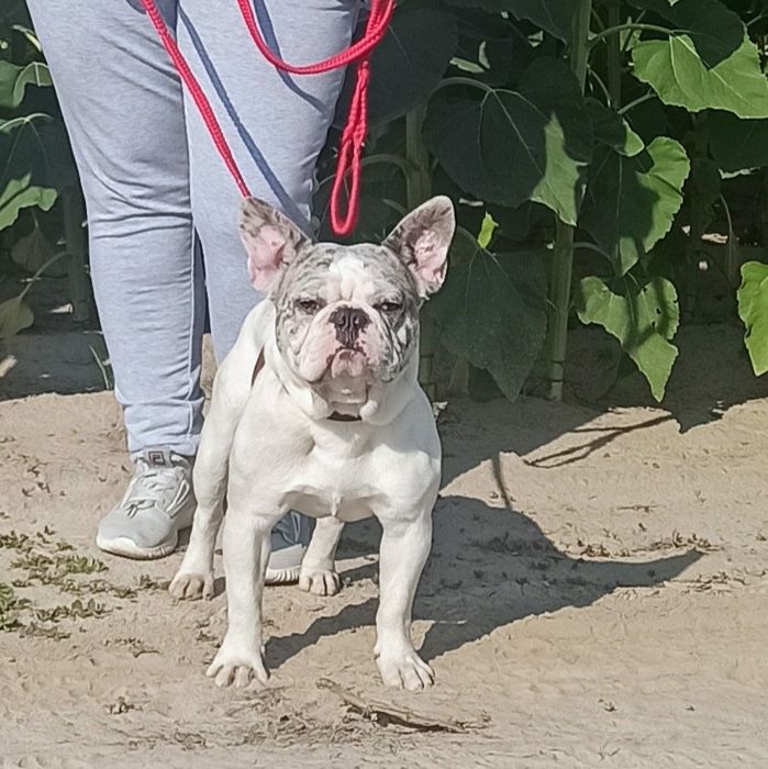 Хлопчики французи.