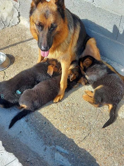 Pastor Alemão cachorro  Macho unicodisponivel Pais com Pedigre.