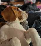 Roczny pies beagle