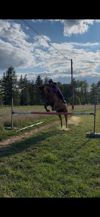 Sprzedam klacz folblut