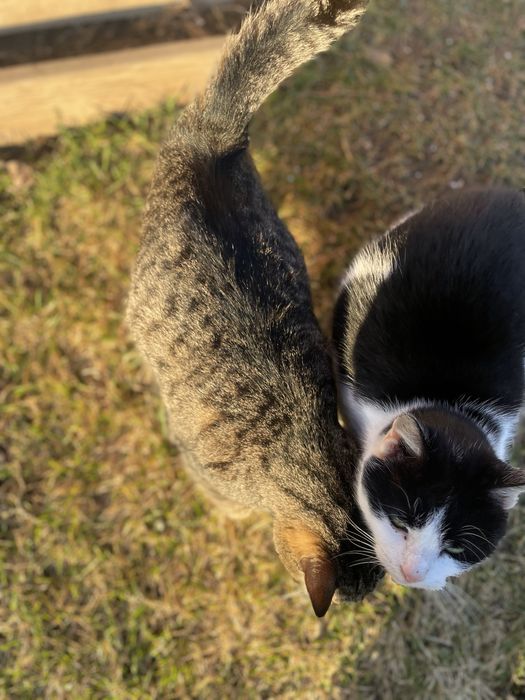 Киця стерилізована в добрі руки