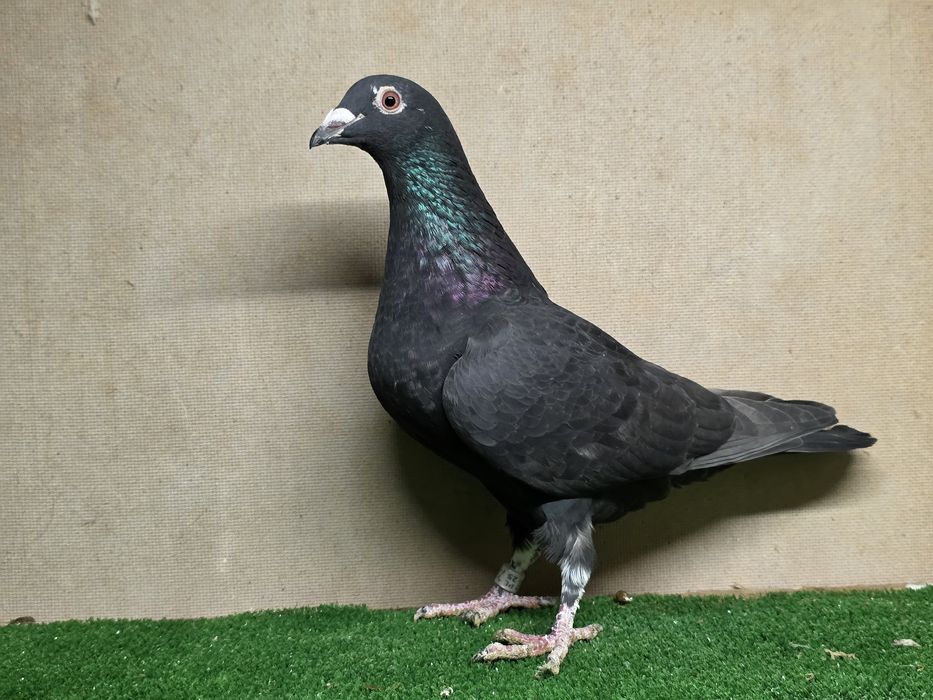 Gołębie pocztowe tygrysy