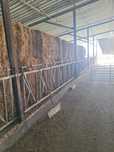 Vendo Fardo de Palha de Trigo 250Kg