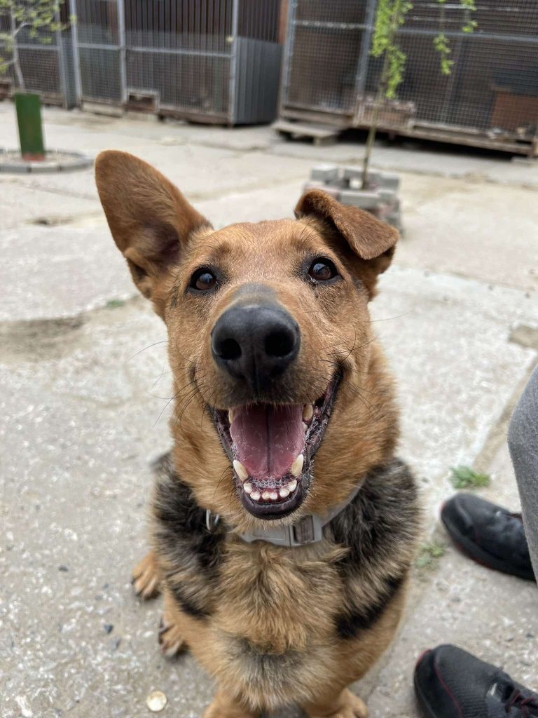 Misiu do adopcji