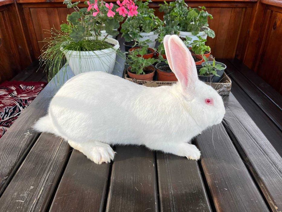 Кролі породи Бургундець та Білий Панон