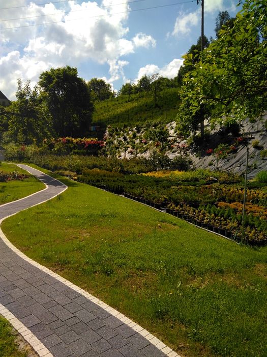 Jałowiec Golden Carpet duża sadzonka