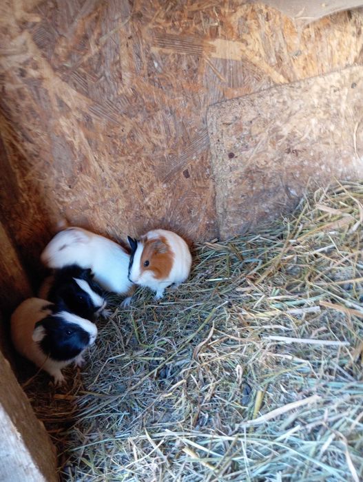 Świnki morskie krótko wlose