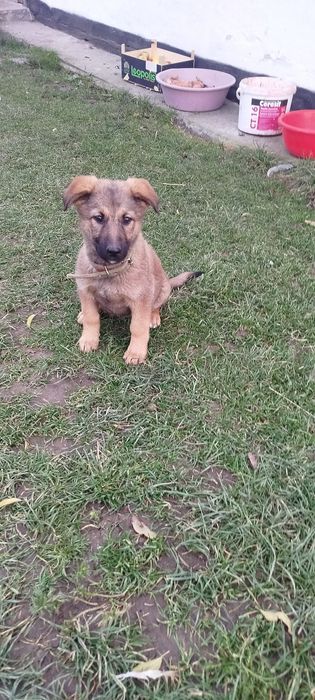 Віддам в добрі руки