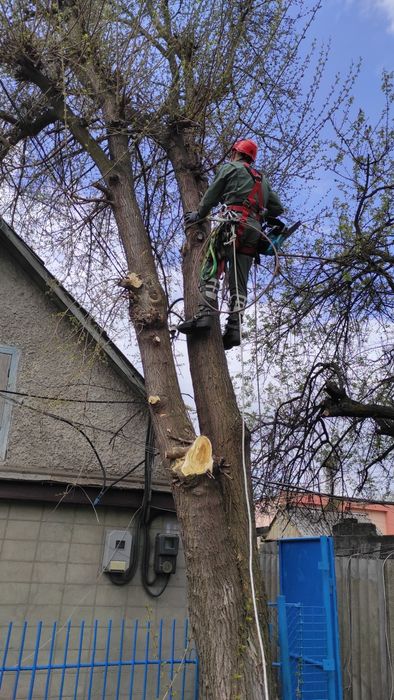 Спиляти, Зрізати ДЕРЕВО. Спилить, Обрезать ДЕРЕВО. Расчистка участка