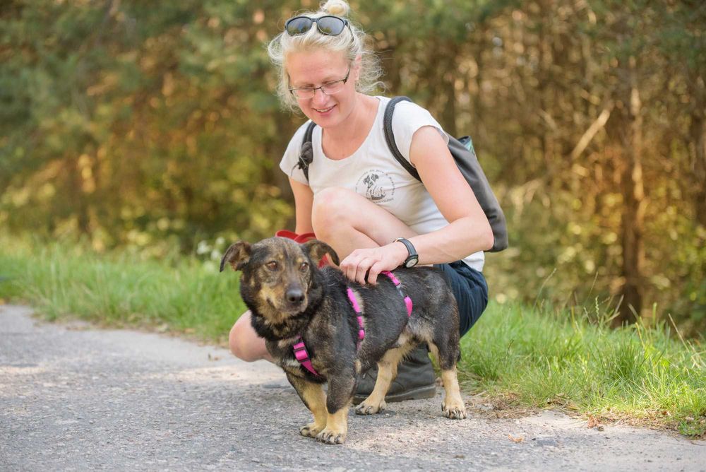 Przyjazny piesek na krótkich łapkach - Ulio szuka domu