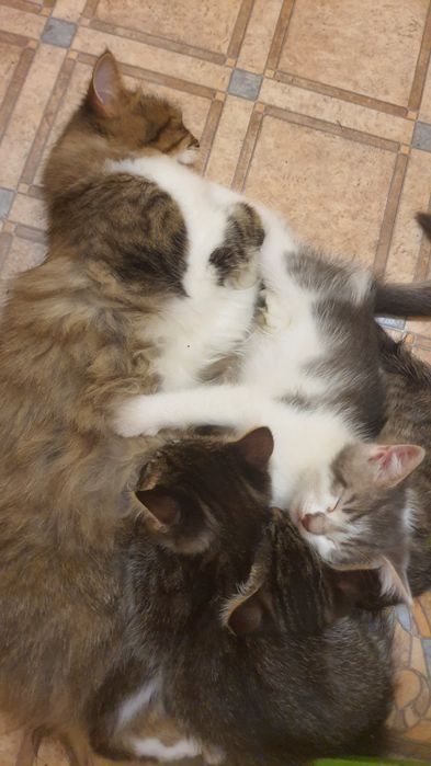 Котята крысоловы