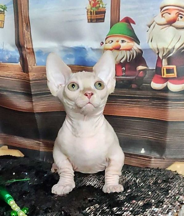 Коротколапий хлопчик Лео порода Бамбіно