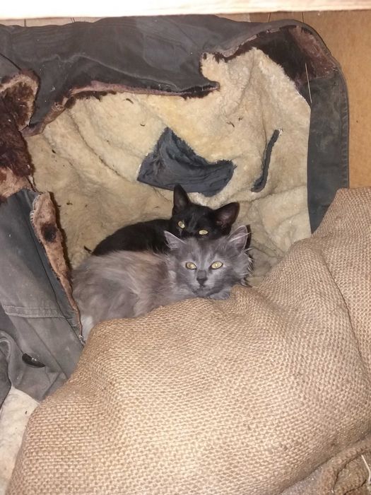 Коти сірий пухнастий і чорний