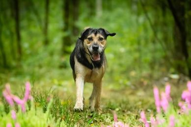 Demir szuka domu - schronisko Canis w Kruszewie