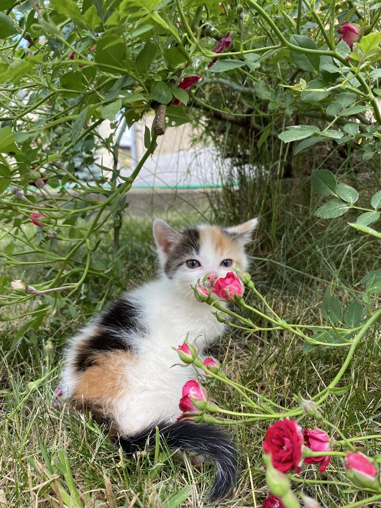 Кошенята,коти, котята