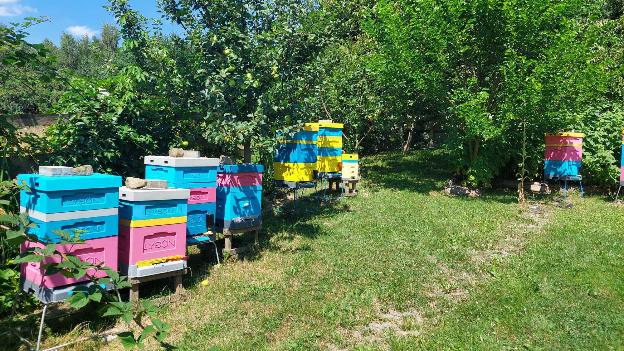 Sprzedam odkłady pszczoły rodziny Sklenar G10 lub Alpejka WIELKOPOLSKA